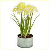 Decorative Plants 